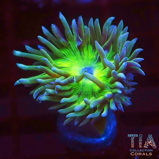 Aussie Neon Green Duncan