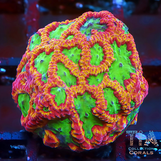 Santa’s Lattice Favia