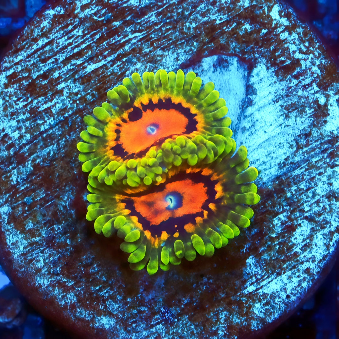 Marvin the Martain Zoanthias