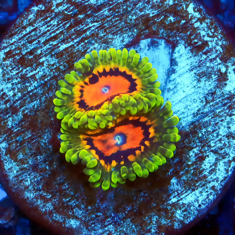Marvin el Martain Zoanthias