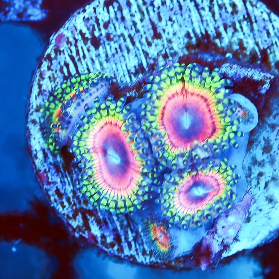 出售Zoanthid 珊瑚– 稀有Zoas 和Palythoas – TIA Corals