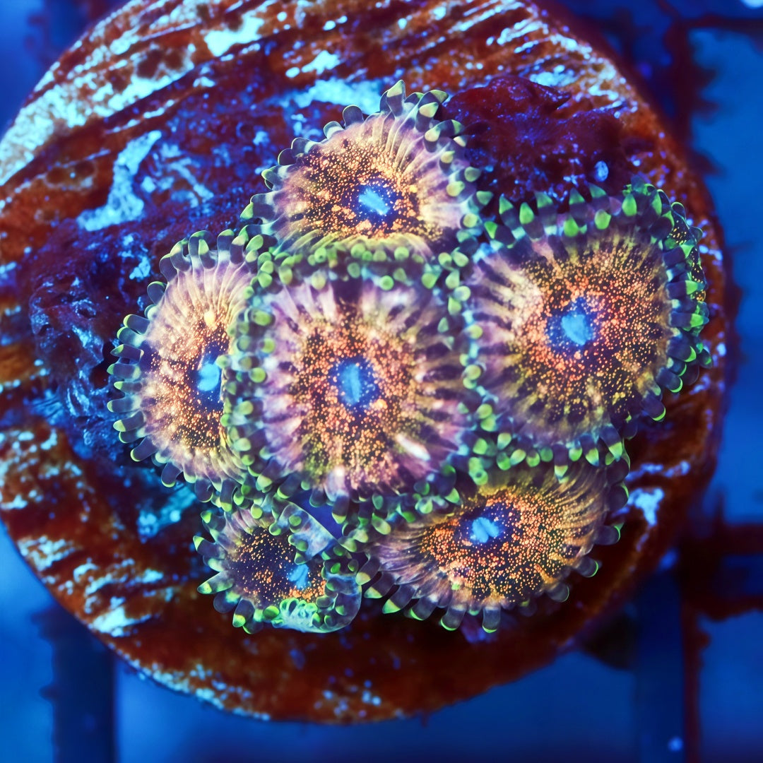 Purple Mist Zoanthias