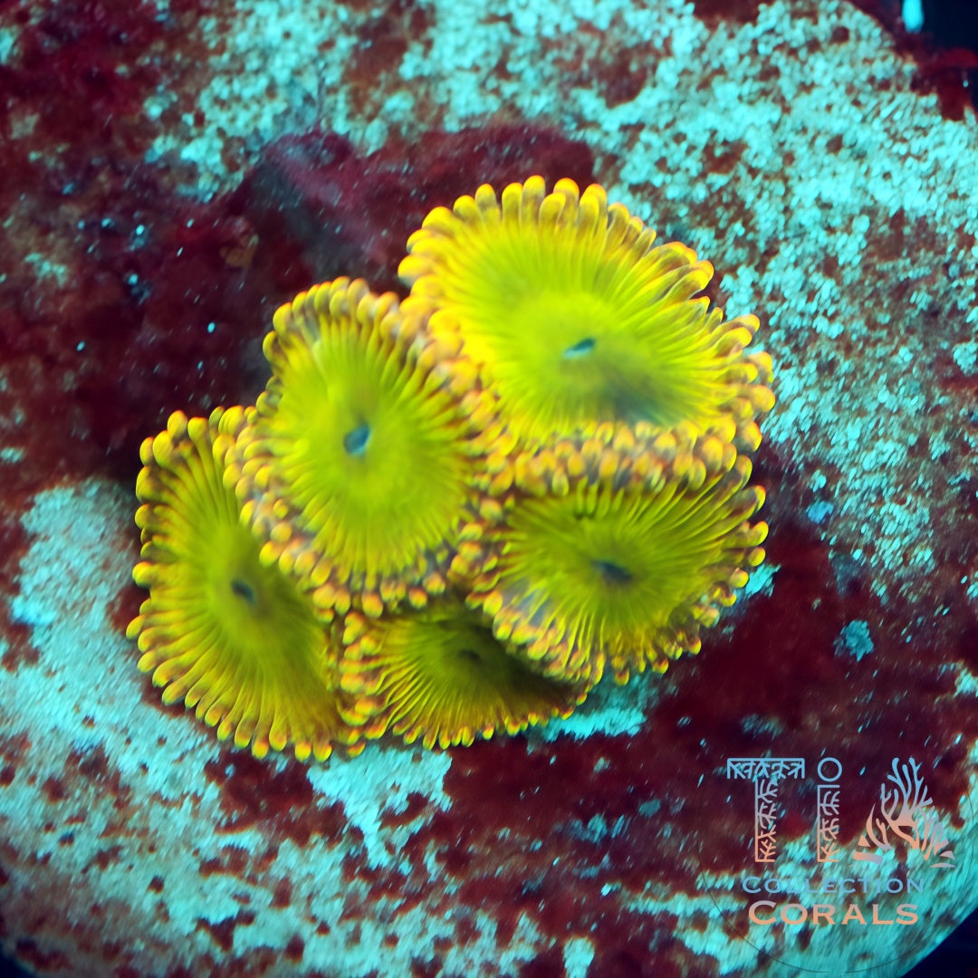 TIA Golden Dandelion Zoanthids