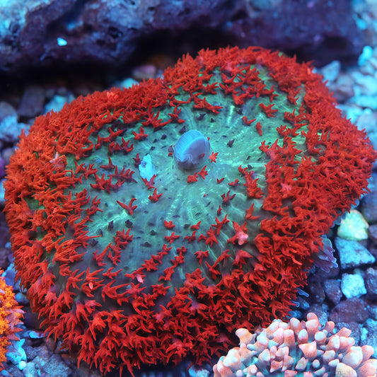 4 inch XXL Blue/Red St. Thomas Mushroom