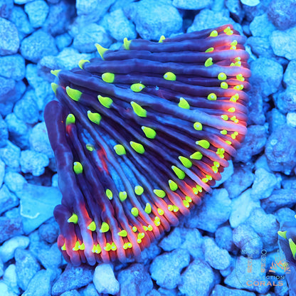 TIA Insane Plate Gen II—Morgana