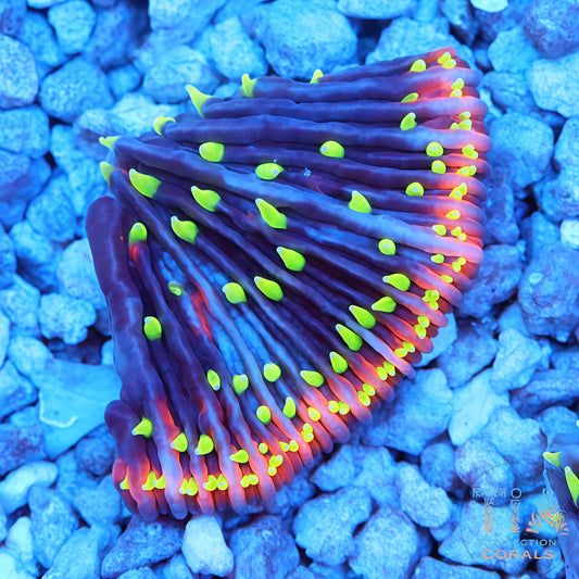 TIA Insane Plate Gen II—Morgana