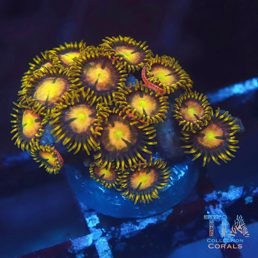 TSA Hydra Lady Dragon Zoanthids - Live Softies Coral for Sale | TIA Coral