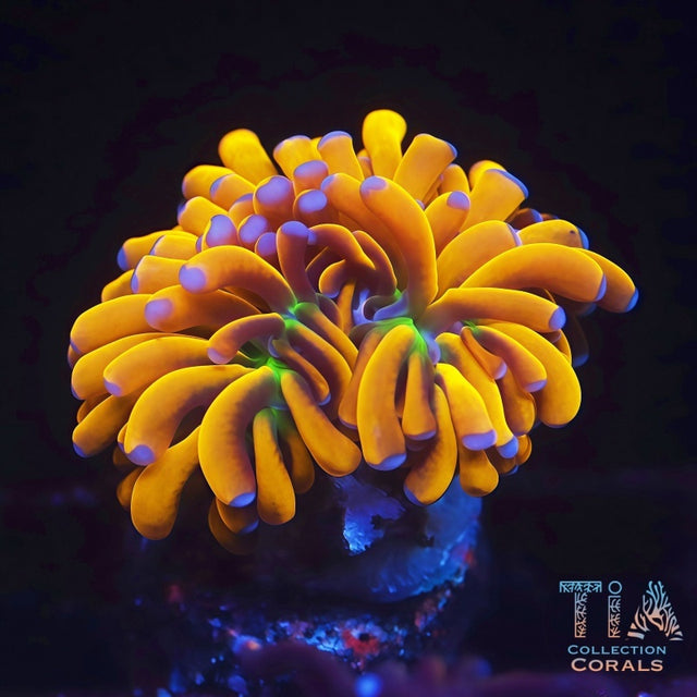 Torch Corals