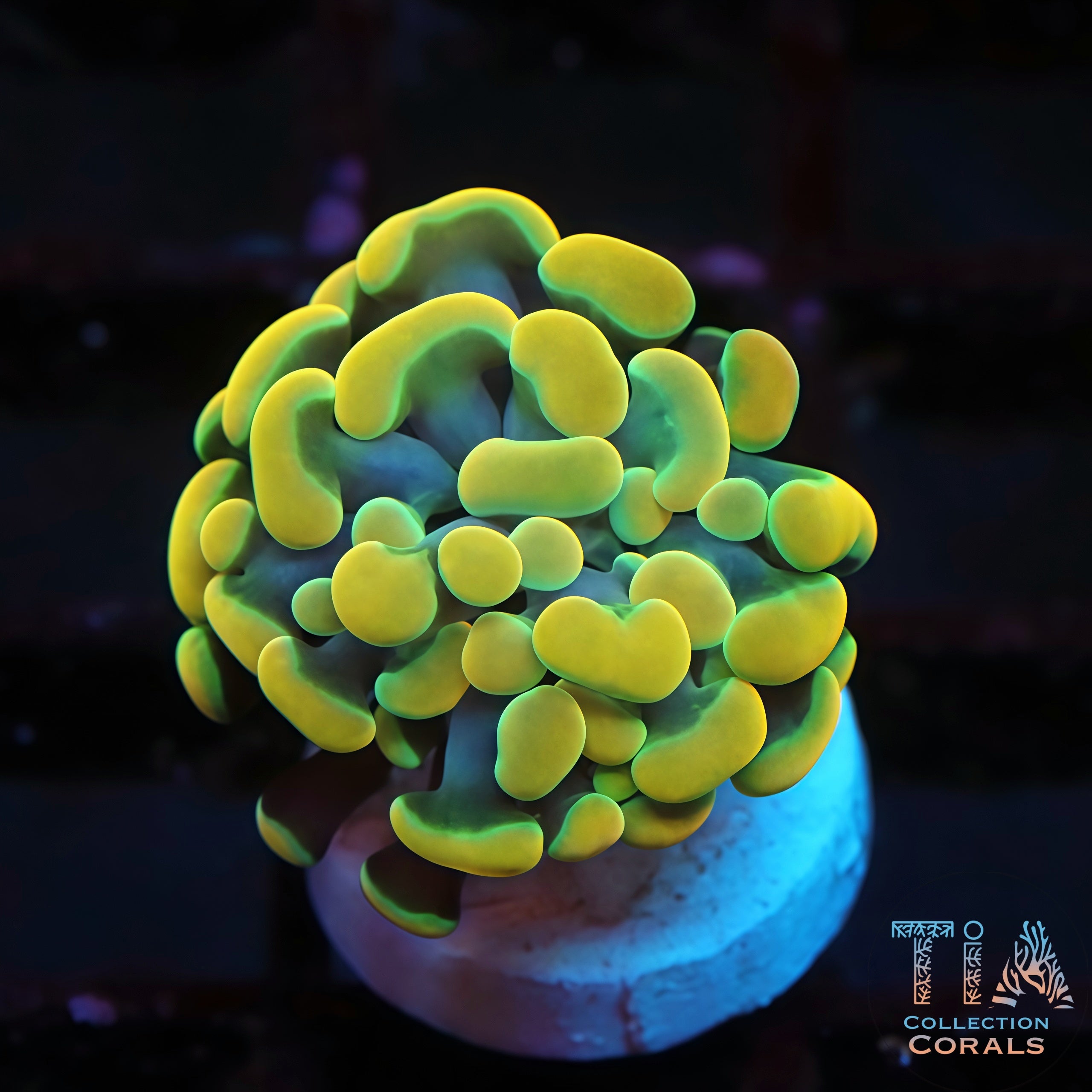 Products – TIA Corals
