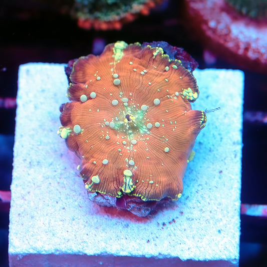 TIA Solar Drift Bounce Mushroom