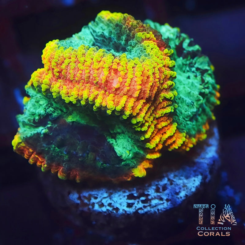 Yellow Submarine Favia - Live LPS Coral for Sale | TIA Coral