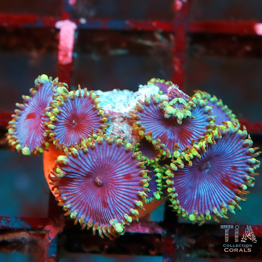 WWC Blue Death Paly, soft coral