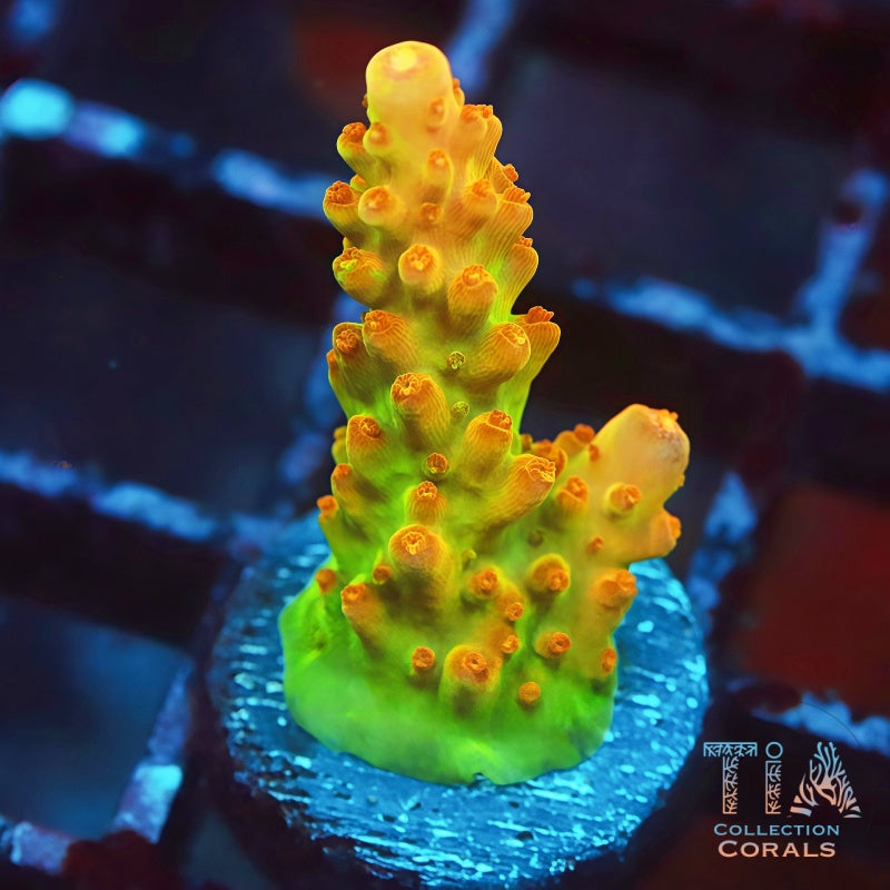 Fragmento de pastel de cereza Montipora