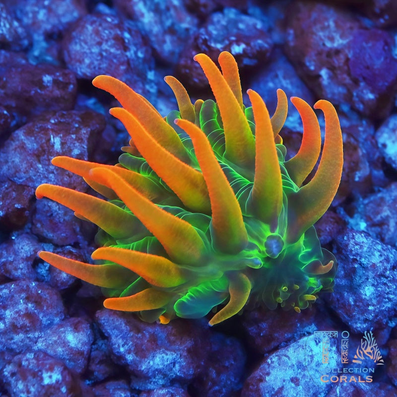 TIA Ember Nectar Plate - Live LPS Coral for Sale | TIA Coral
