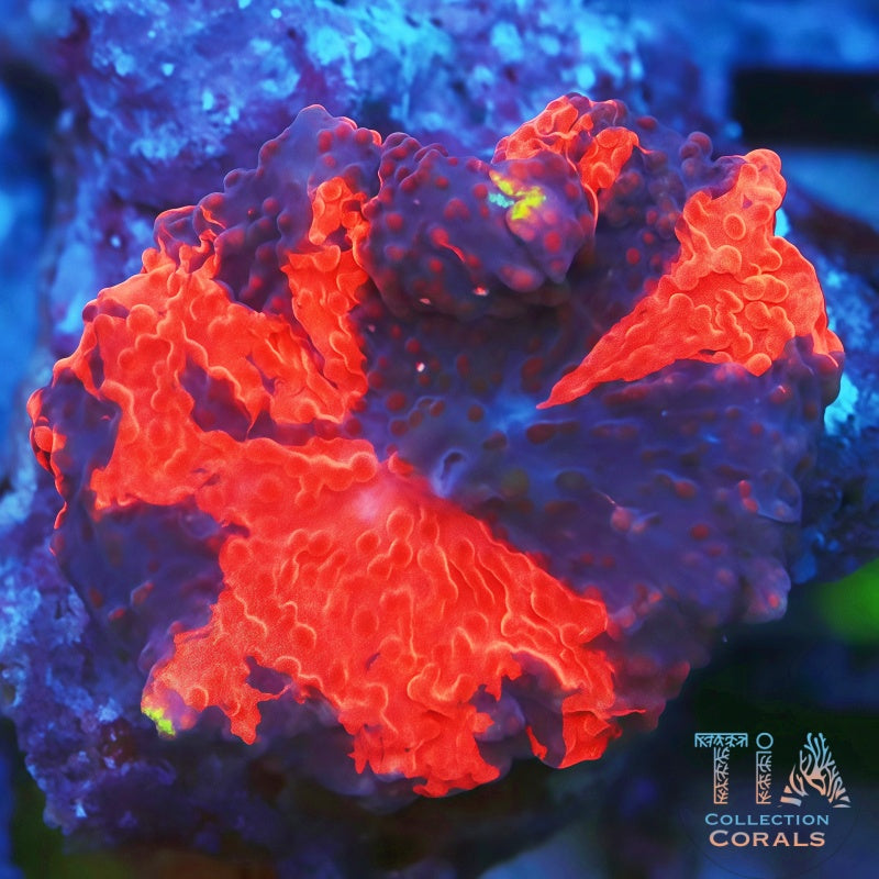 For Collectors – TIA Corals