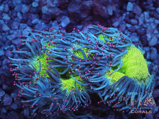 Tyree Pink Tip Elegance Coral