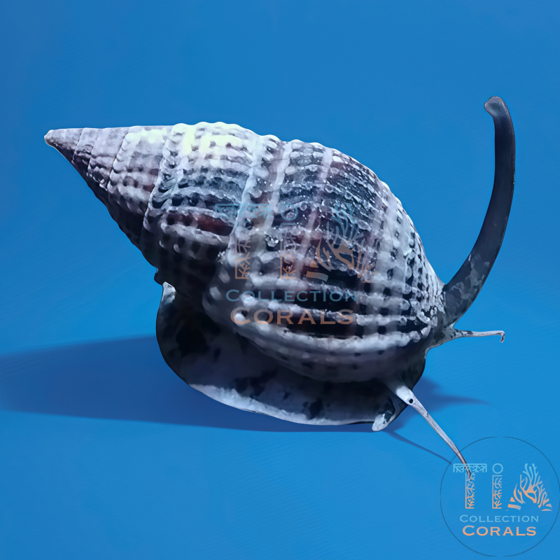 Nassarius Snail 5 lot, invertebrate