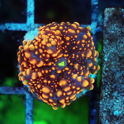 Mother Attached Tank Grown Dough Boy Mushroom 2