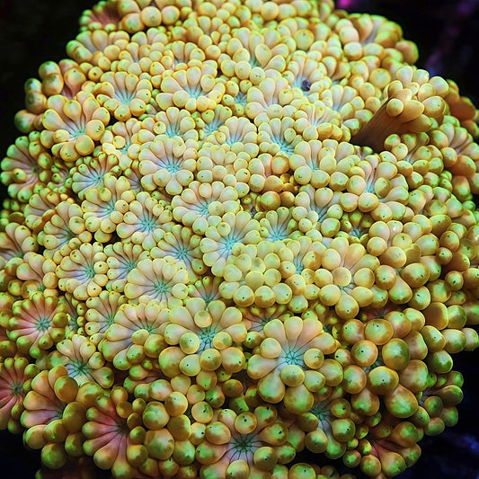 New Released TIA Spring Mist Alveopora