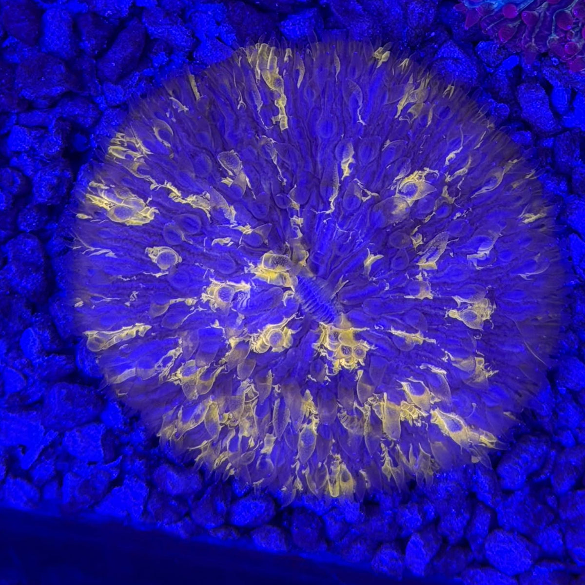 Orange Splatter Plate Coral