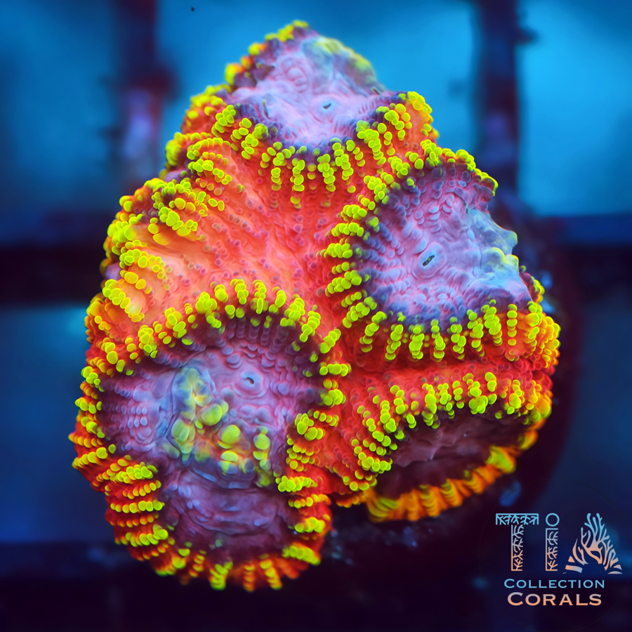KO Burning Passion Favia, LPS coral
