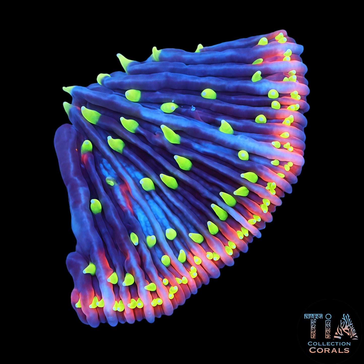 TIA Insane Plate Gen II—Morgana