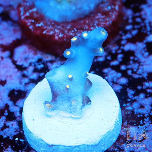 Ari's Avalanche Acropora