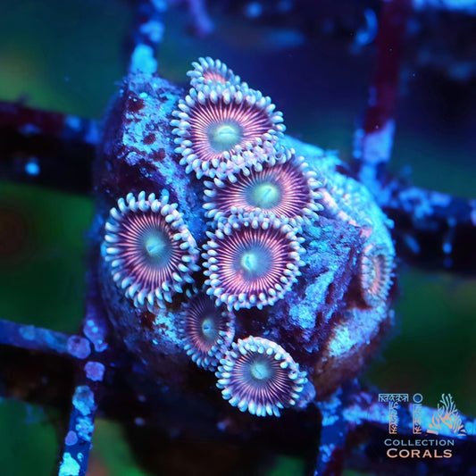 Atomic Peach Zoanthids - Live Softies Coral for Sale | TIA Coral