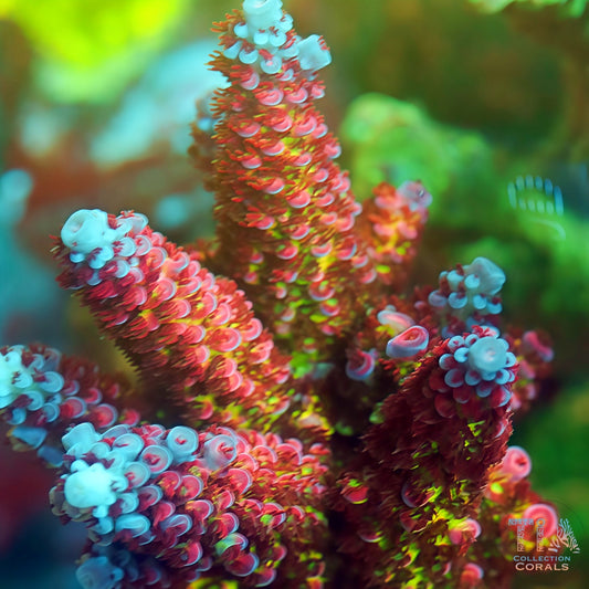 Citrine Ice Tips Acropora  Colony (cut to order)