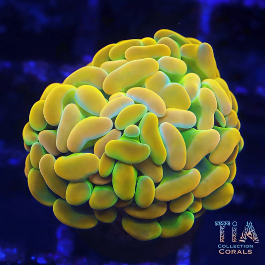 BK Chem Willy Wonka Hammer (Rare)