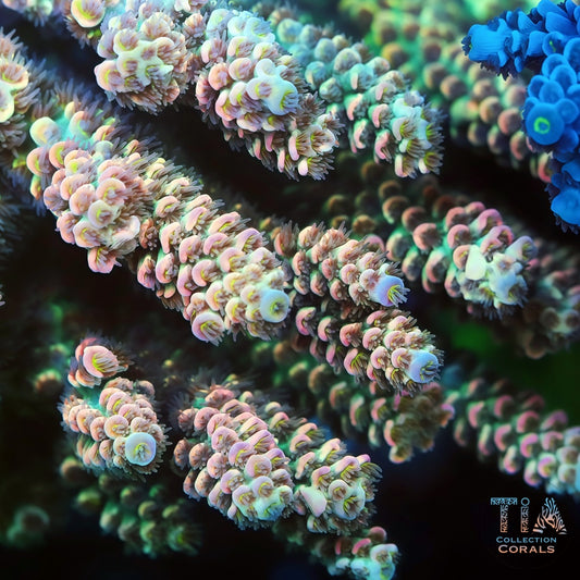 TIA Opal Pulse Acropora (Buy 1 Get 1 Free!)