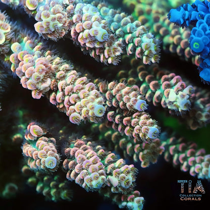 TIA Opal Pulse Acropora (Buy 1 Get 1 Free!)