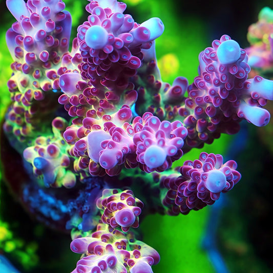 Peony Prism Acropora (cut to order)