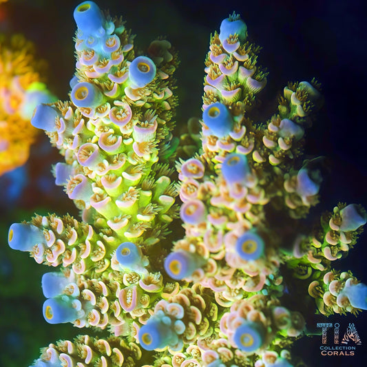 Lemon Peaks Acropora (cut to order）