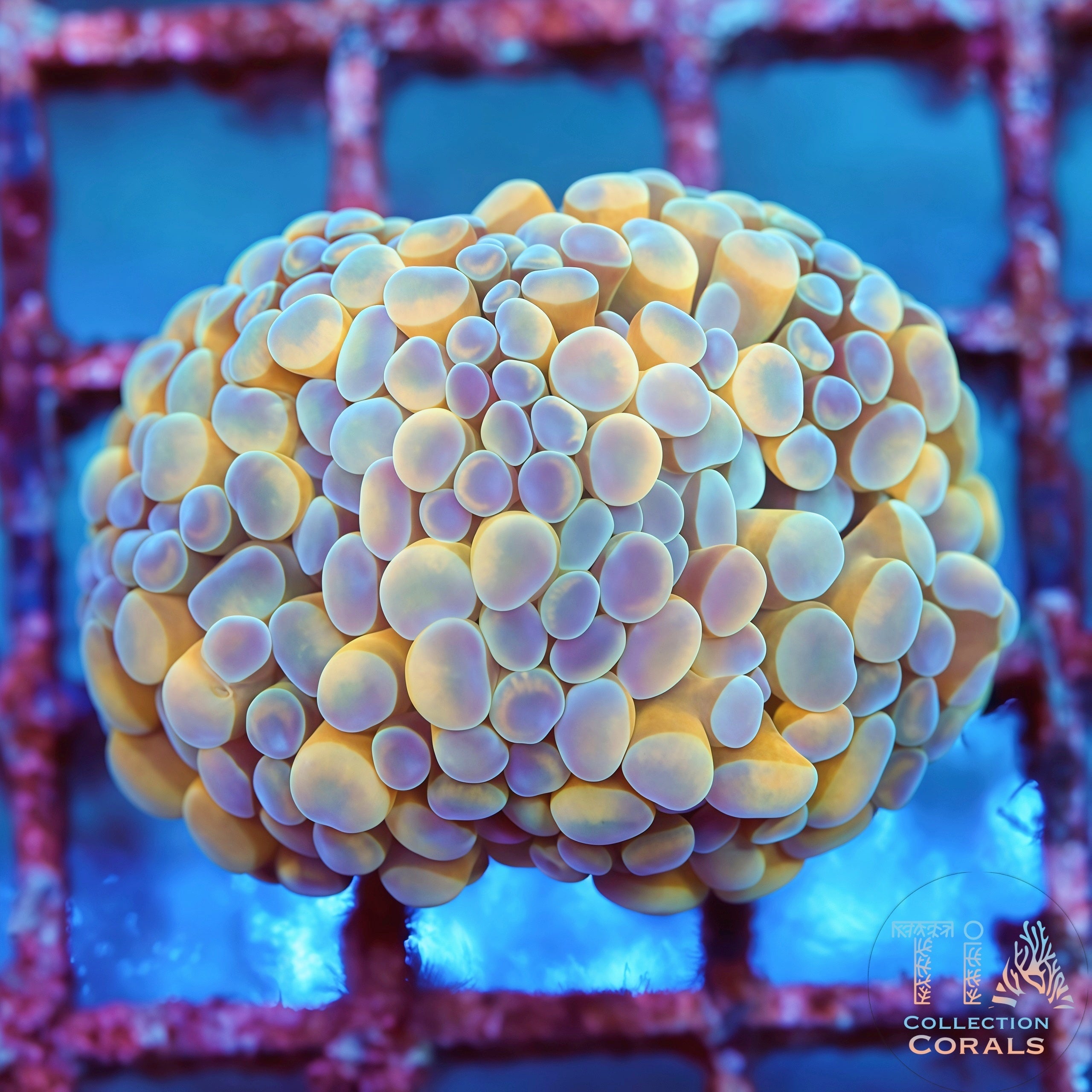 Bi-Color Orange Hammer Coral Ð Stock Frag – TIA Corals