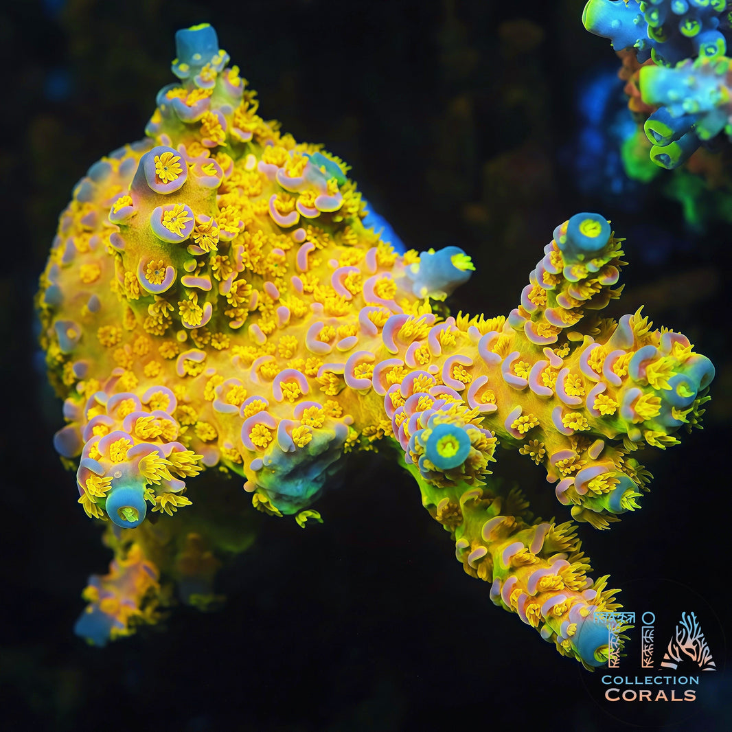 Mother Colonies for Sale – Large Corals – TIA Corals