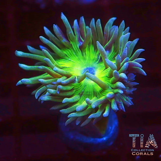 Big Head Duncan - Live LPS Coral for Sale | TIA Coral