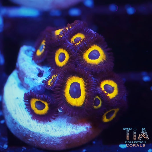 Bella Donnas Zoanthids Frag - Live Softies Coral for Sale | TIA Coral