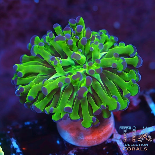 Blue Tips Frogspawn