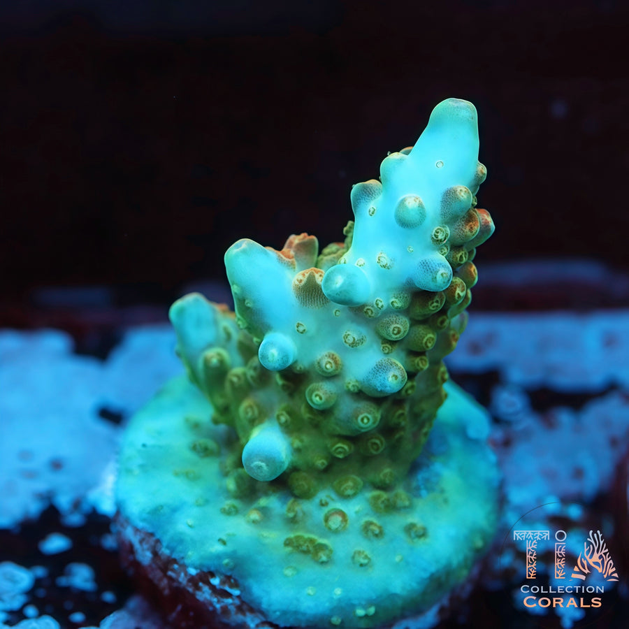 Iceberg Blue Acropora, SPS coral