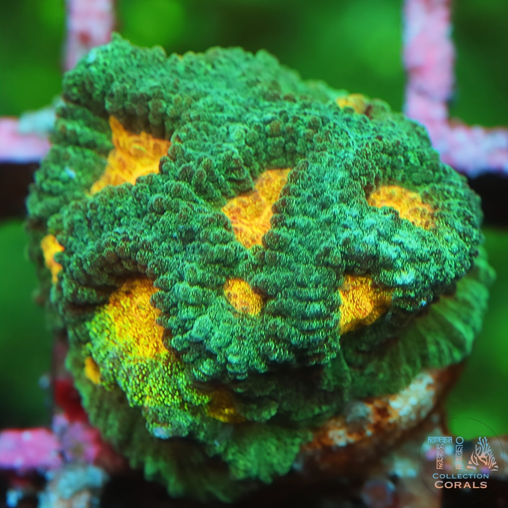 Blue and Orange Favia