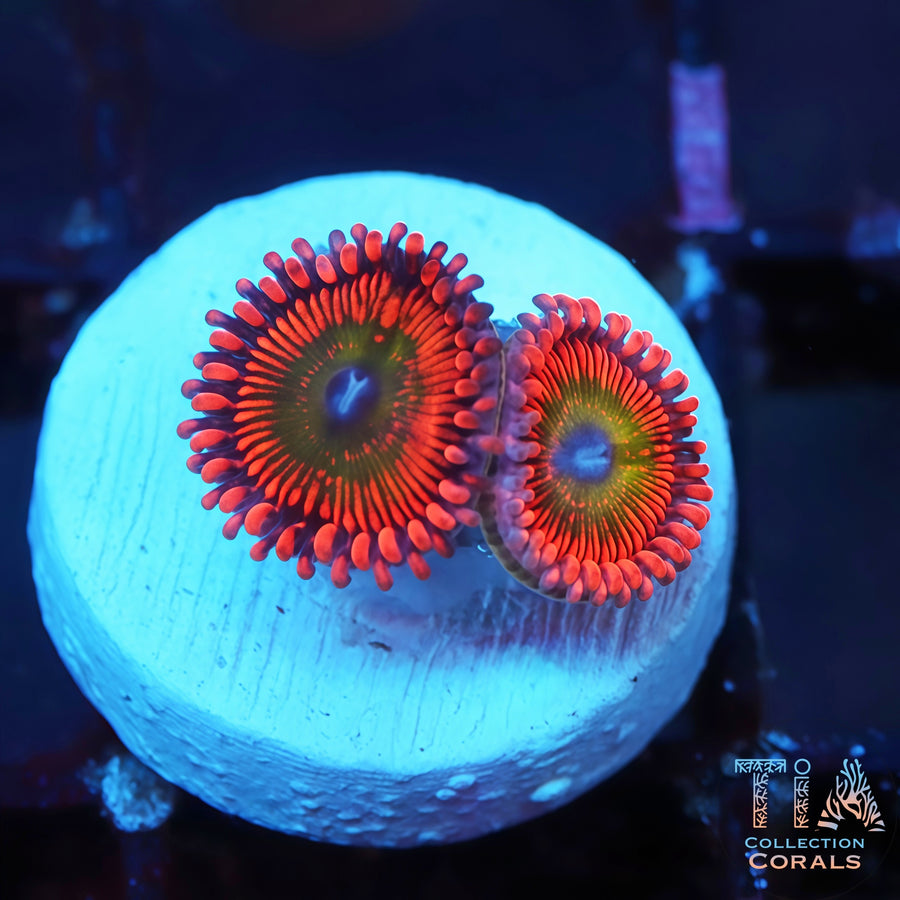 Bower Zoanthids Frag, soft coral