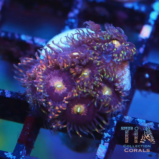Bozo Birthday Zoanthids - Live Softies Coral for Sale | TIA Coral