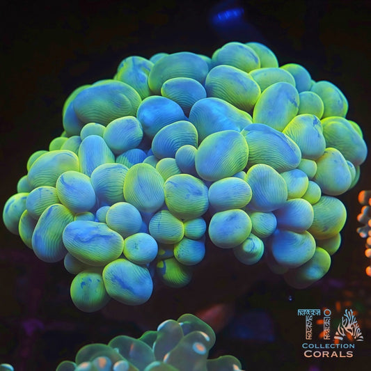 Branching Bubble Coral