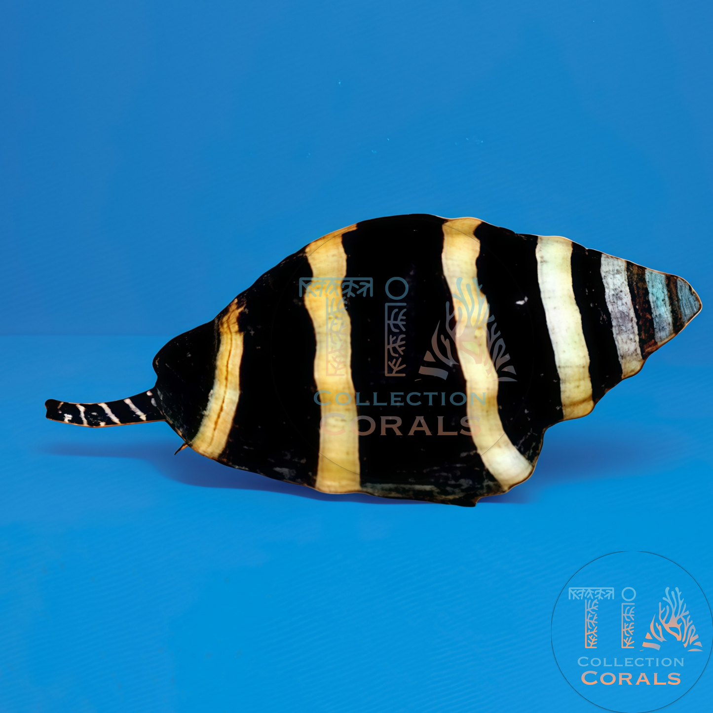 Laberinto del núcleo fundido