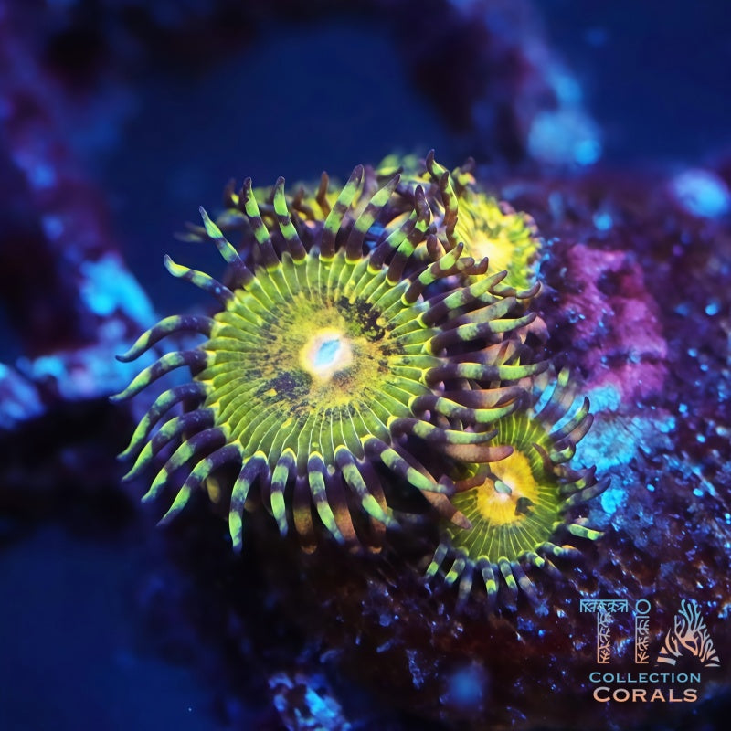 Butt Kisser Zoanthids Frag, soft coral