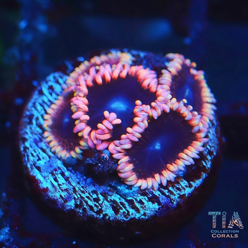 TIA Demon Crown Zoa Zoanthids Frag, soft coral