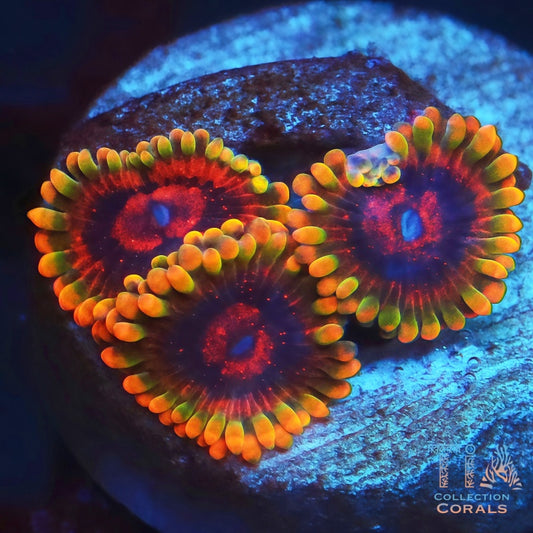 Jedi Mind Tricks Zoanthids - Live Softies Coral for Sale | TIA Coral