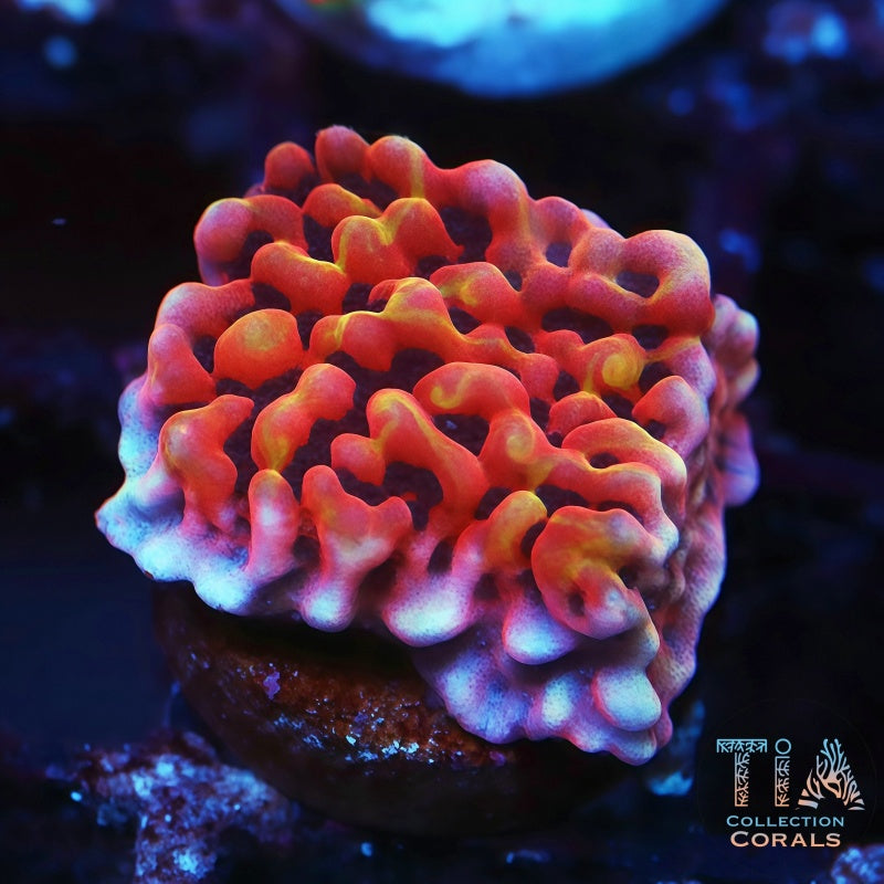 CB Flaming Phoenix Montipora, SPS coral