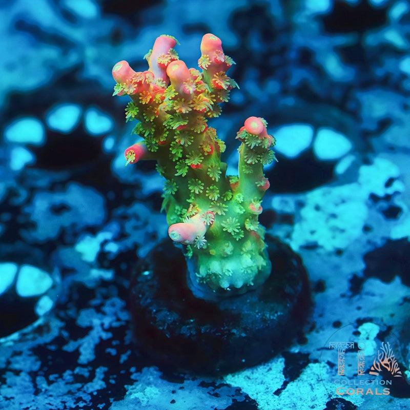 CB Tangerine Dreams Acropora - Live SPS Coral for Sale | TIA Coral